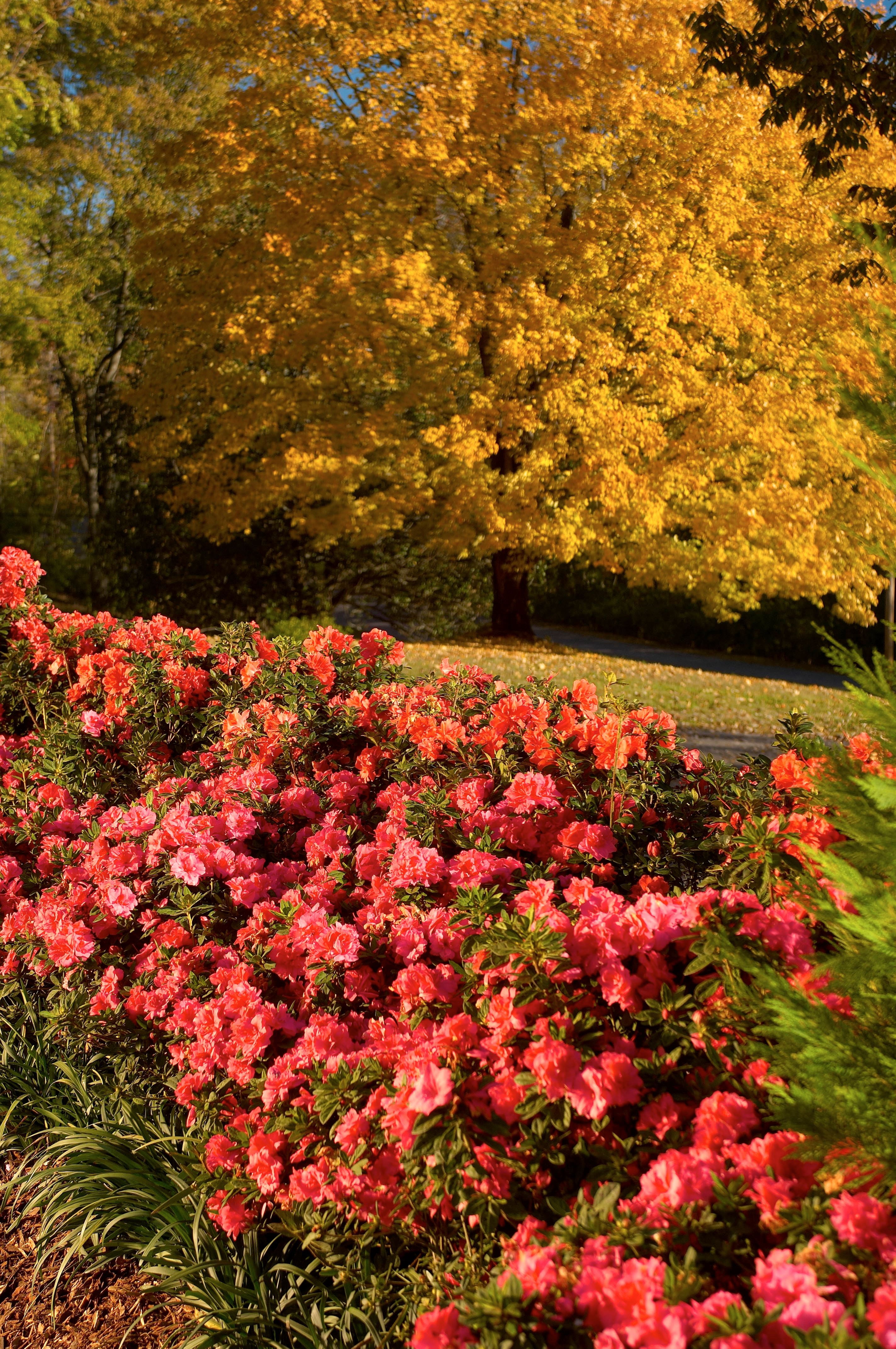 Encore Azalea Autumn Monarch (3 Gallon) Orange Red Flowering Shrub - Full Sun Live Outdoor Plant