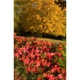thumbnail image 4 of Encore Azalea Autumn Monarch (3 Gallon) Orange Red Flowering Shrub - Full Sun Live Outdoor Plant, 4 of 7