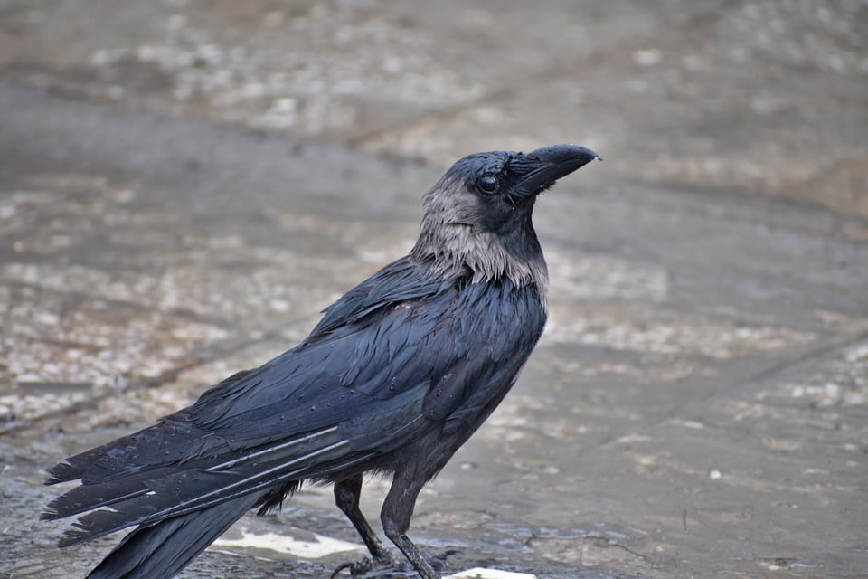 crow camera