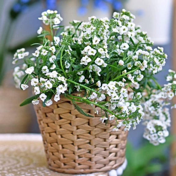 Mr Fothergill's Alyssum Oh Sow Simple Flower Seed, Annual Summer Blooms
