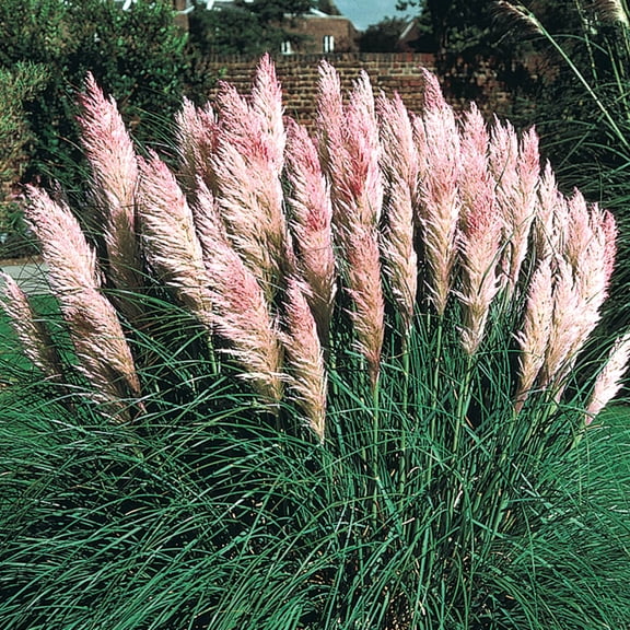 Pink Pampas Ornamental Grass Dormant Bare Root Perennial Starter Plant, One Plant per Offer