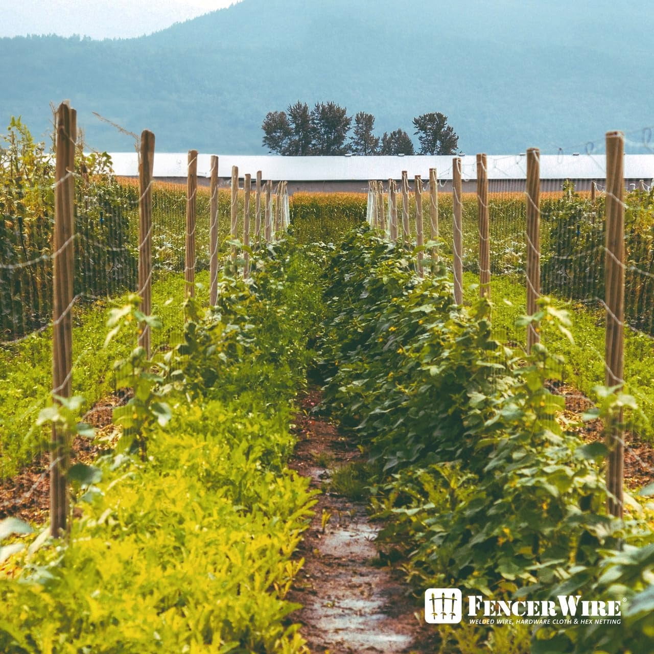 Fencer Wire Welded Wire Fence 12.5 Gauge, Galvanized Welded Fence Wire Roll, Mesh Size 2-Inch x 4-Inch, Hog Wire Fencing Cage, Multiple Use for Home Improvement & Animals Enclosure (4ft. x 100ft.)