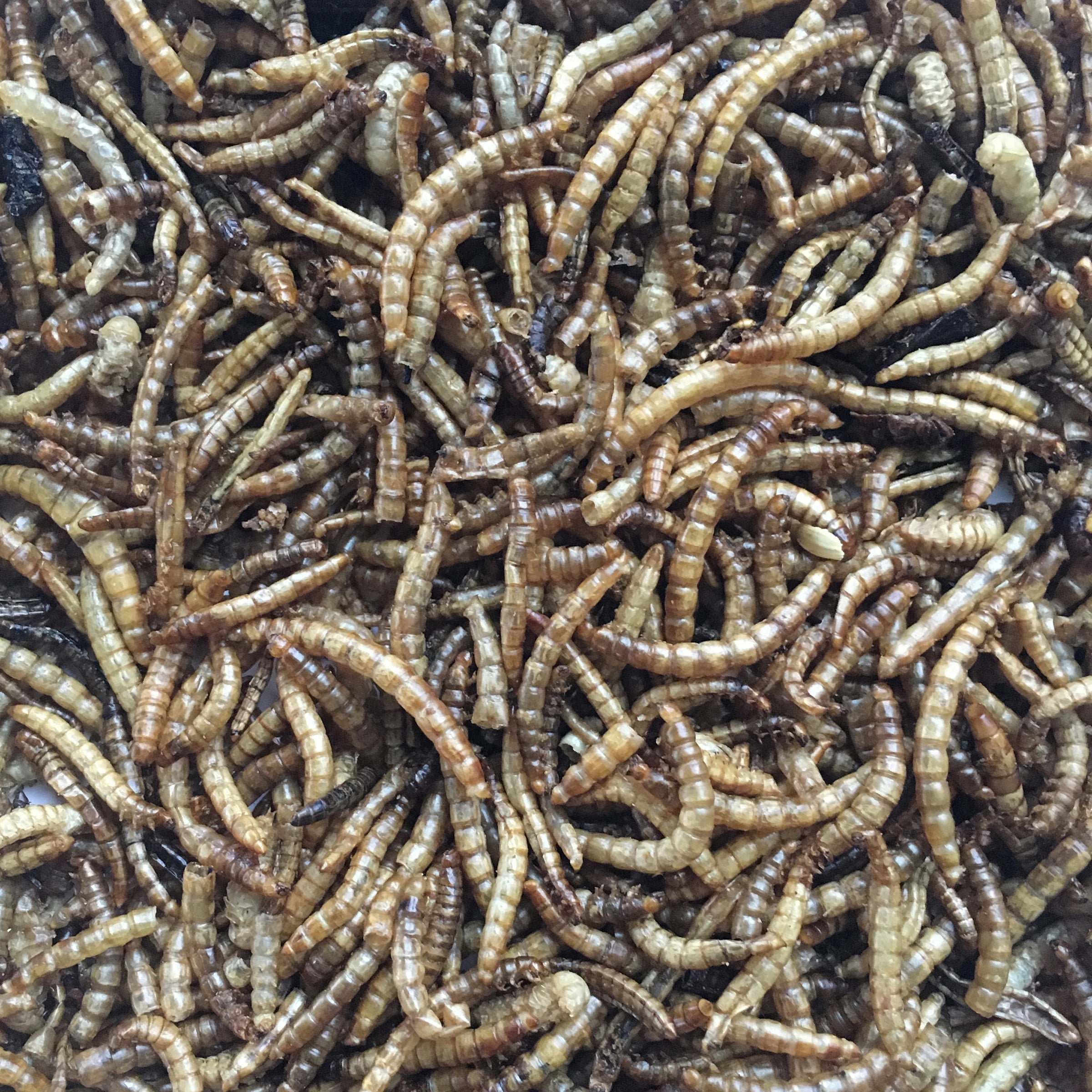 Double Delish Dried Mealworms and Black Soldier Fly Larvae