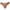 Coffee, variant on BLVB Seamless Underwear for Women Cotton Thongs Panties Breathable Stretch Ladies Briefs Underwear