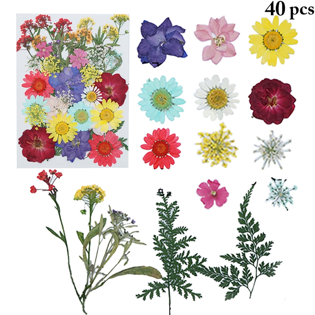 15 Pcs Pressed Dried Flower Larkspur Flowers with Stem Plant DIY Art Crafts 