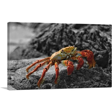 ARTCANVAS Crab On The Beach Stone Canvas Art Print - Size: 26" x 18" (0.75" Deep)