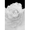 thumbnail image 2 of Schell, Jennie Marie 23x32 Gold Ornate Wood Framed with Double Matting Museum Art Print Titled - Rose Flower Macro Black and White 4, 2 of 4