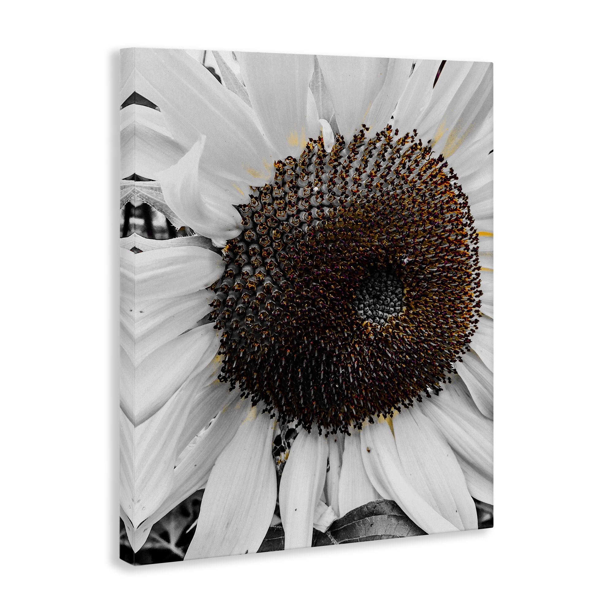 Stupell Industries Flower Pure White Petals Plants & Flowers Photography Wrapped Canvas Art Print Wall Art, 30 x 40