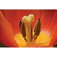 thumbnail image 3 of Peterson, Lee 14x11 Black Modern Framed Museum Art Print Titled - Tulip Up Close I, 3 of 5
