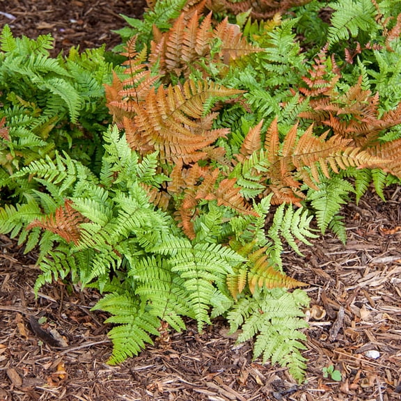 Direct Gardening Autumn Brilliance Fern Dryopteris Dormant Bare Root Shade Loving Perennial Starter Plant