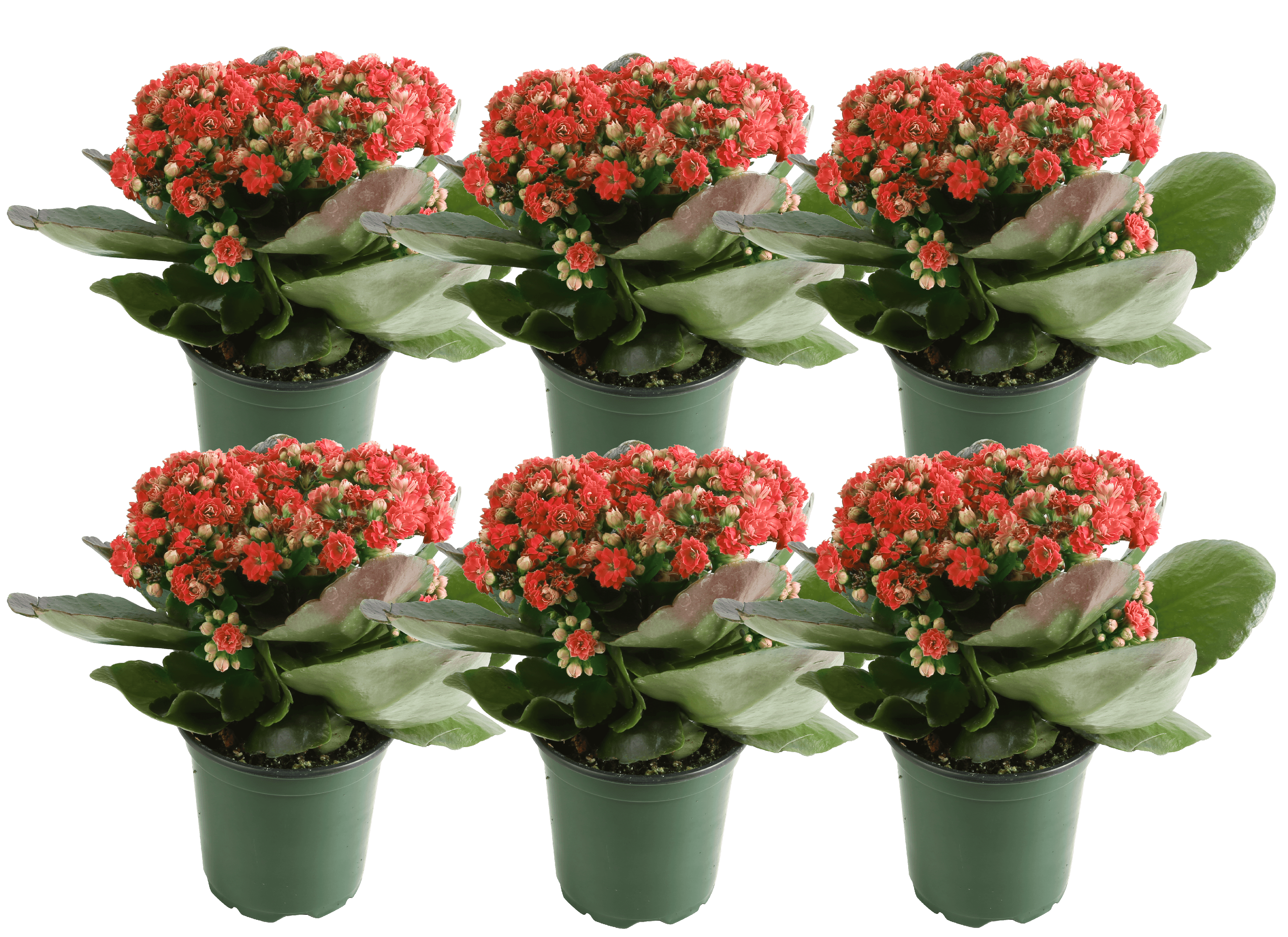 Costa Farms Live Outdoor 1qt Red Kalanchoe 6 Pack Walmart Com Walmart Com