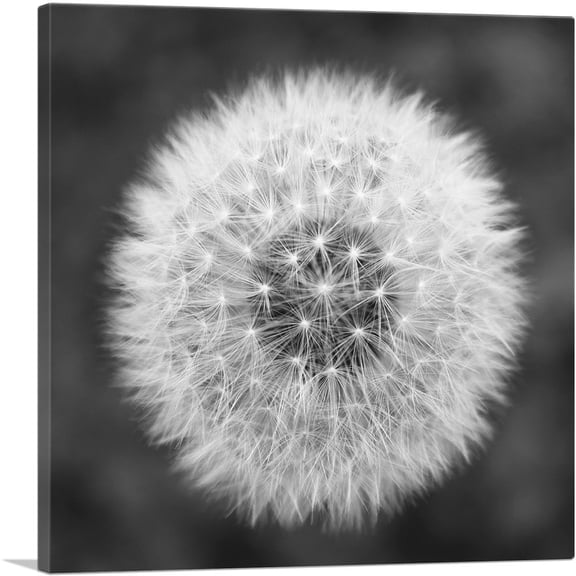 ARTCANVAS Dandelion Flower Plant Black White Photo Canvas Art Print - Size: 18" x 18" (0.75" Deep)
