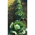 thumbnail image 2 of TomorrowSeeds - Golden Acre Cabbage Seeds - 1000+ Count - For 2026 Planting Sweetheart Roundhead, 2 of 11