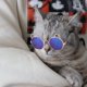thumbnail image 2 of Gafas de sol monas y modernas para mascotas: gafas de sol para perros y gatos, accesorios de moda para fiestas, accesorios y atrezo monos para mascotas, regalo, 2 of 4
