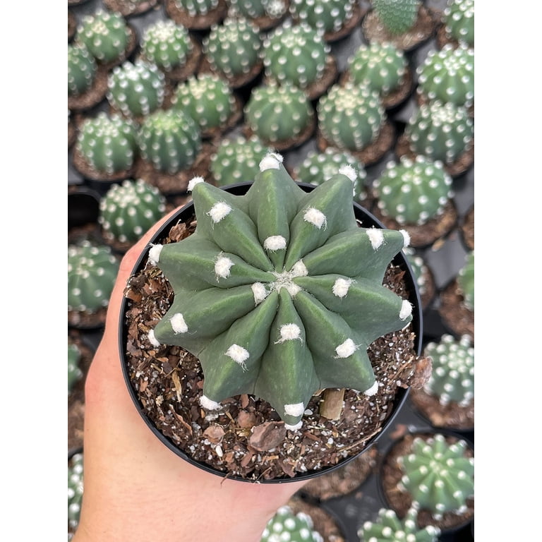 Easter Lily Cactus, Echinopsis subdenudata, Domino Cactus, Sand-Dollar  Cactus, Astrophytum Asterias in a 4 inch Pot - Walmart.com