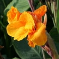 thumbnail image 3 of Wyoming Canna Flower Bulbs - 3 Bulbs per Pack - Attracts Butterflies and Hummingbirds - Deer Resistant - Grows Well In Containers - Easy to Grow Live Plants - Outdoor Garden, 3 of 5