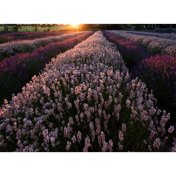 Usa Washington State Rows Of Lavender Poster Print By George Theodore Walmart Com Walmart Com