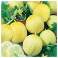thumbnail image 4 of Everwilde Farms - 100 Lemon Cucumber Seeds - Gold Vault Jumbo Bulk Seed Packet, 4 of 5
