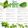 thumbnail image 2 of Fresh Assorted Mint Live Plant in 3.5 Inch Pot, Mint Herb Live Plant for Indoor Outdoor Growing, Spring Planting, 2 of 6