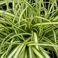 thumbnail image 3 of Classy Groundcovers, Sedge 'Evergold', Golden Japanese Variegated Sedge, Evergreen Striped Weeping Sedge, Oshima Sedge (25 Pots, 3 1/2 inch square), 3 of 9