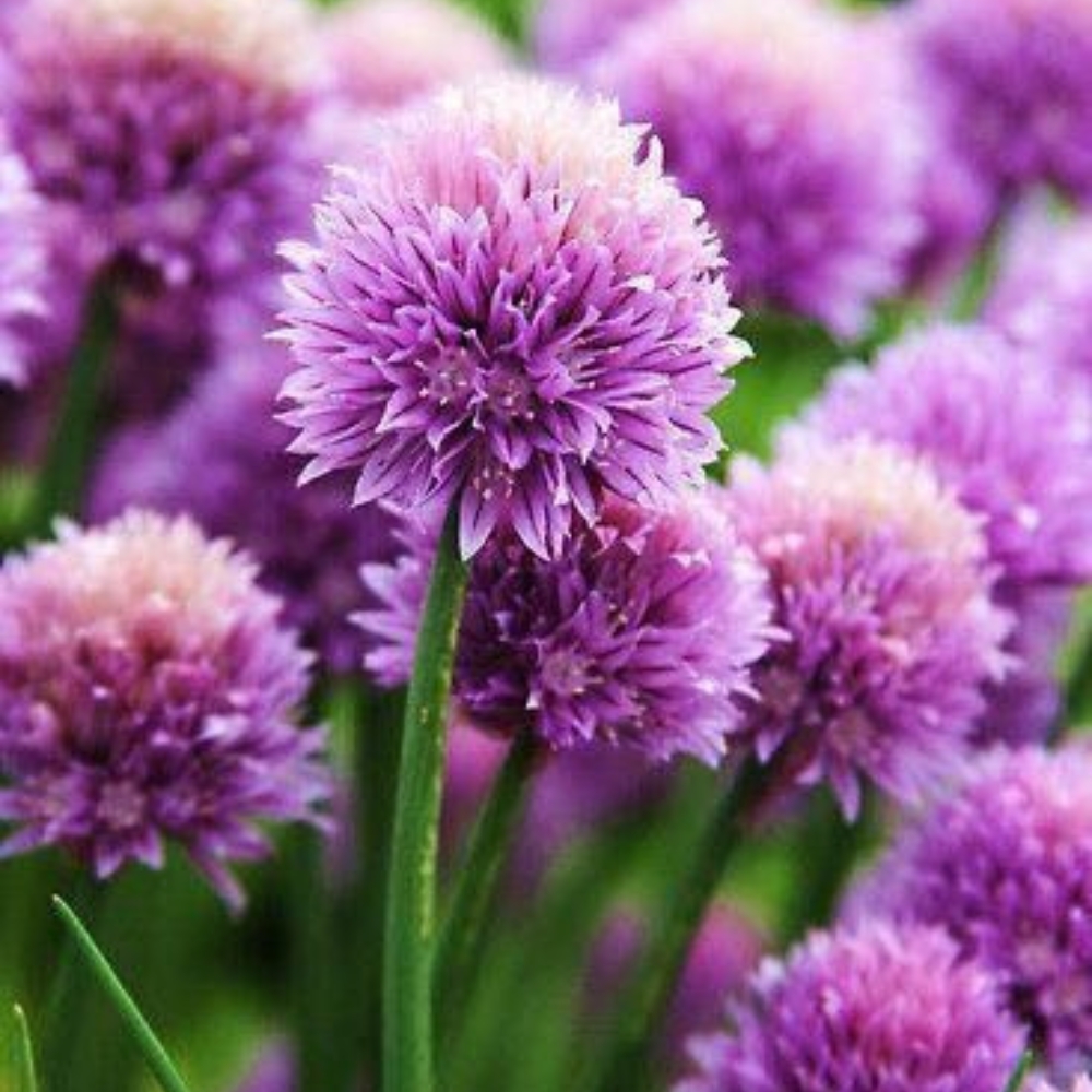 Set 10 Mature Chive Plants Live, Hardy Garlic Chives Live for Indoor Outdoor Garden, 3-5 Inch