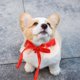 thumbnail image 4 of unbranded Collar Ajustable Para Con De Pajarita Y Estilo Festivo, 4 of 7