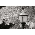 thumbnail image 2 of Vitaly Geyman 24x17 White Modern Wood Framed Wall Art Titled - Fall Lighting II BandW, 2 of 5