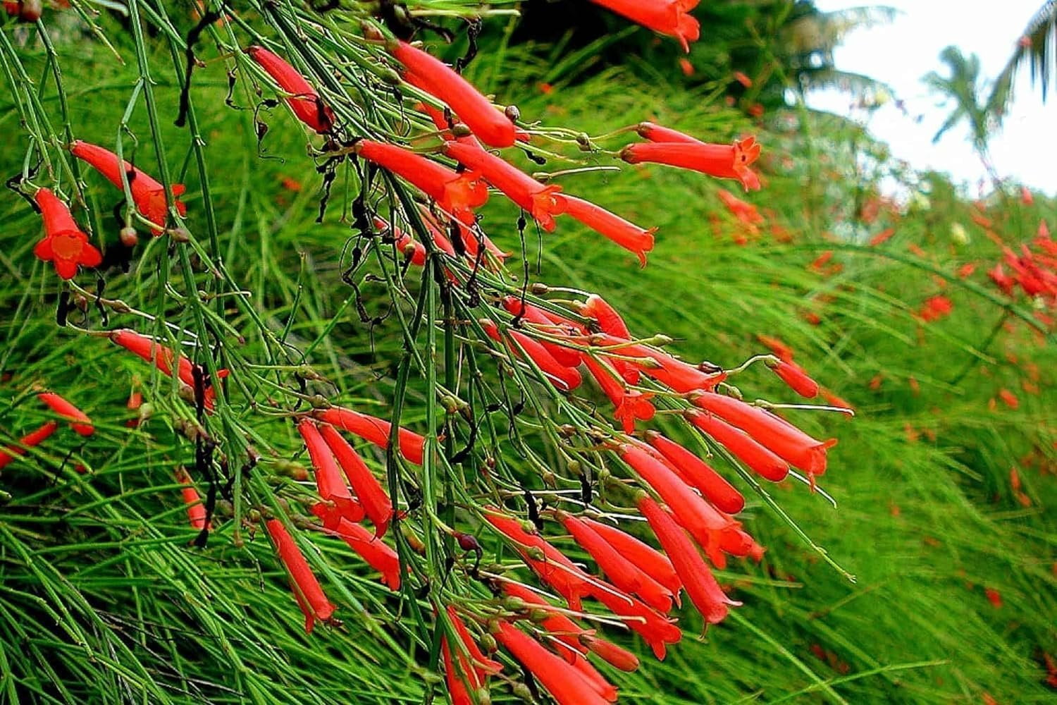 Firecracker Plant I 3 Live Plants I Russelia Equisetiformis I Vibrant Red Tubular Flowers, Hummingbird Attracting, Heat-Tolerant, Perfect for Borders and Containers