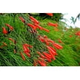 thumbnail image 4 of Firecracker Plant I 30 Live Plants I Russelia Equisetiformis I Vibrant Red Tubular Flowers, Hummingbird Attracting, Heat-Tolerant, Perfect for Borders and Containers, 4 of 9