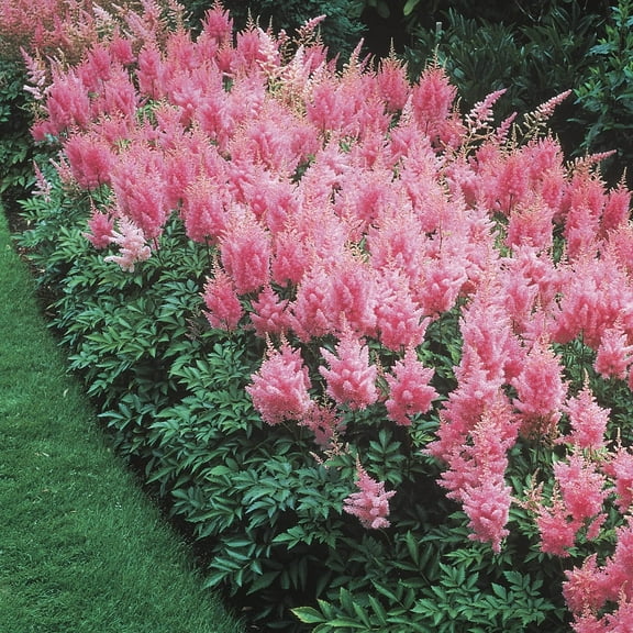 Pink Flowering Astilbe Perennial Mixture, Dormant Bare Root Starter Plants, (6-Pack)