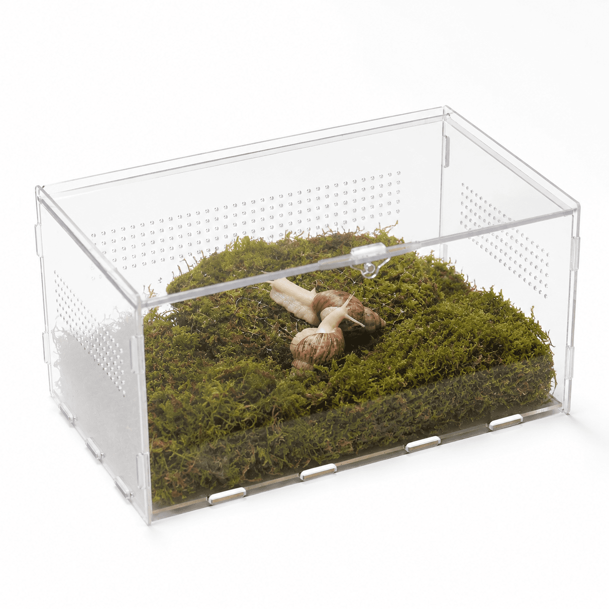 Unbranded Small Critter Terrarium Kit with Climbing Accessories for Snails and Bugs