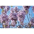 thumbnail image 4 of 400 Royal PAULOWNIA EMPRESS TREE Tomentosa Flower Seeds, 4 of 9