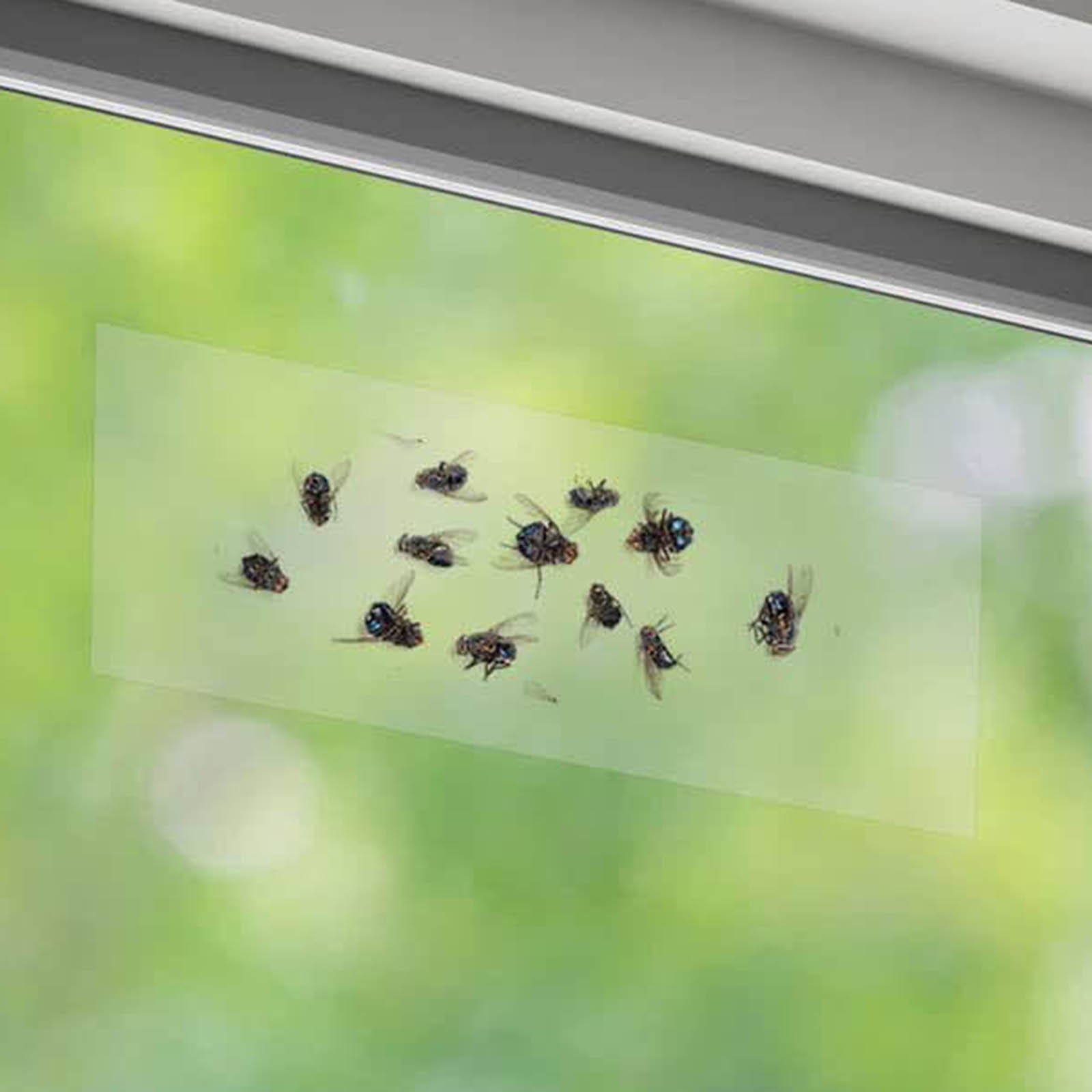 50-Pack Clear Window Fly Traps Sticky Fly Strip for Indoor Houseflies ...