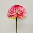 thumbnail image 1 of 23 in. Pink Anthurium Stem Faux Plants & Trees, 1 of 1