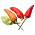 thumbnail image 1 of 30 Graines de Piment CHILI à Oeil d'Oiseau (Piment Chiltepin) Capsicum Frutescens Légumes, 1 of 1