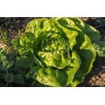 thumbnail image 5 of Plant Good Seed Buttercrunch Lettuce Seeds: Full Sun Annual, Organic Heirloom, Dark Green Leaves, 5 of 5