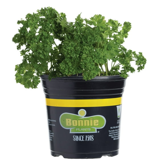 Bonnie Plants Curled Parsley, Gmo Free