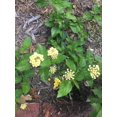 thumbnail image 2 of Hardy Lantana Chapel Hill Yellow Live Plant in 2.5" Grower Pot (6 Count), 2 of 5