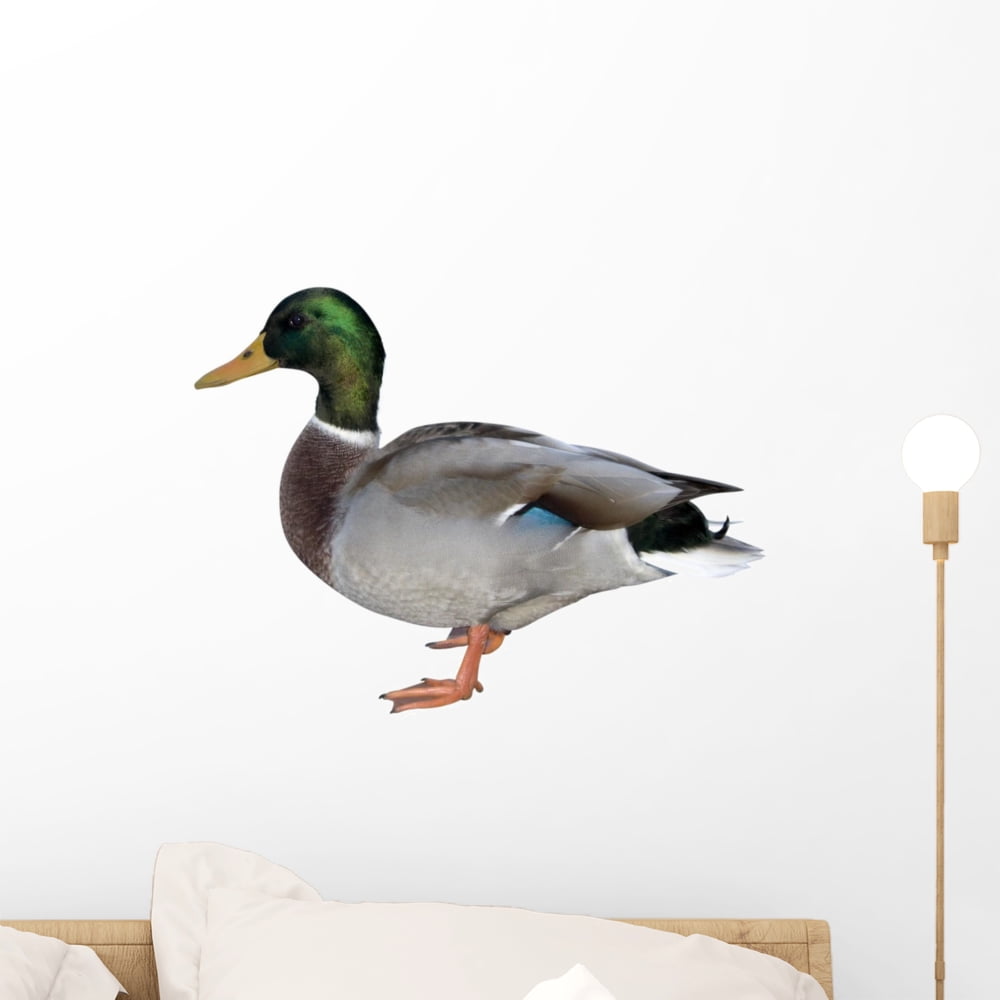 Colourful Duck Wall Mural by Wallmonkeys Peel and Stick Graphic (18 in
