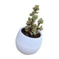 thumbnail image 3 of Maceta Suculenta Mini Contenedor De Flores Para Plántulas Maceta De Plástico Para Jardín Patio Balcón, 3 of 7