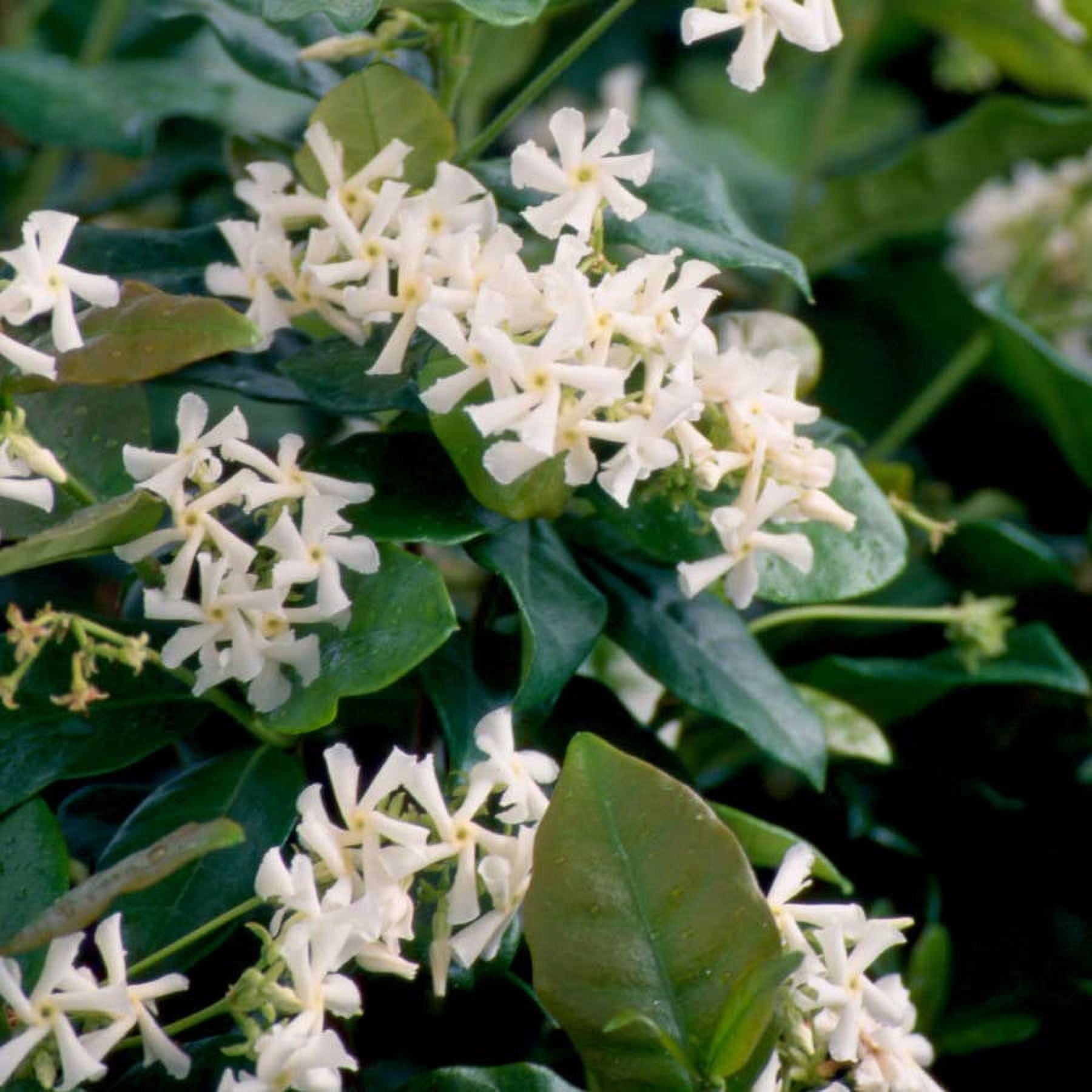 Expert Gardener Star Jasmine 'Large Leaf' (2.5 Quart) Aromatic White Blooming Evergreen Vine - Full Sun Live Outdoor Plant