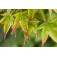 thumbnail image 2 of Paulson, Don 14x11 White Modern Wood Framed Museum Art Print Titled - Maple leaves in the rain, 2 of 4