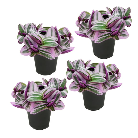 Altman Plants Multicolor Tradescantia 'Nanouk' Multipack in 4" Grower Pots (4 Count)