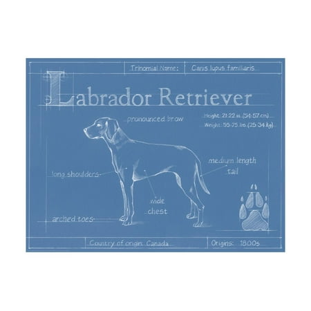 Labrador Retriever Art - Blueprint Labrador Retriever Print Wall Art By Ethan Harper