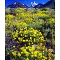 thumbnail image 2 of Talbot Frank, Christopher 20x23 Gold Ornate Wood Framed with Double Matting Museum Art Print Titled - CA, Sierra Nevada flowers in the High Sierra, 2 of 4