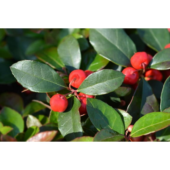 Partridge Berry Plant - Easy to Grow, Very Attractive Red Berries (1 Plant)