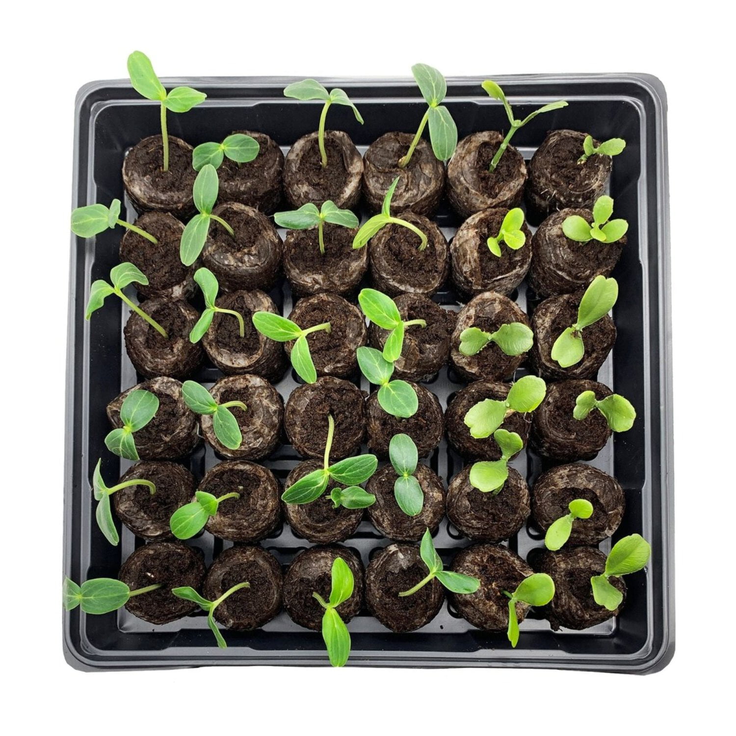 Jiffy 36 Cell Plastic Seed Starting Greenhouse Kit, 36mm Peat Pellets (Pack of 4)