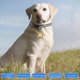 thumbnail image 3 of Smart Portable Anti-Lost Pet GPS Tracker, Wi-Fi Device for Kids, Dogs, Cats, IP67, 3 of 4