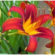 Classy Groundcovers, Daylily 'Nashville Star', Red Star Daylily (25 Bare Root plants)