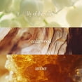 thumbnail image 2 of Perfume Noteworthy n,551 Amber Sunset Eau de Parfum, 100 ml, 2 of 8